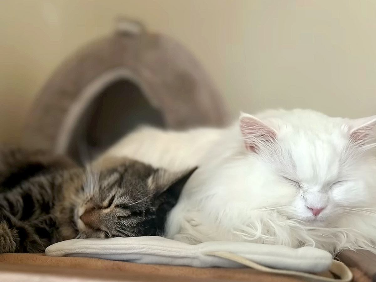 『もうシェルターには行かない』多頭飼育崩壊から保護された猫…先住猫のいる家で『居場所を見つけた姿』に「涙あふれた」「幸せ１つ増えたね」
