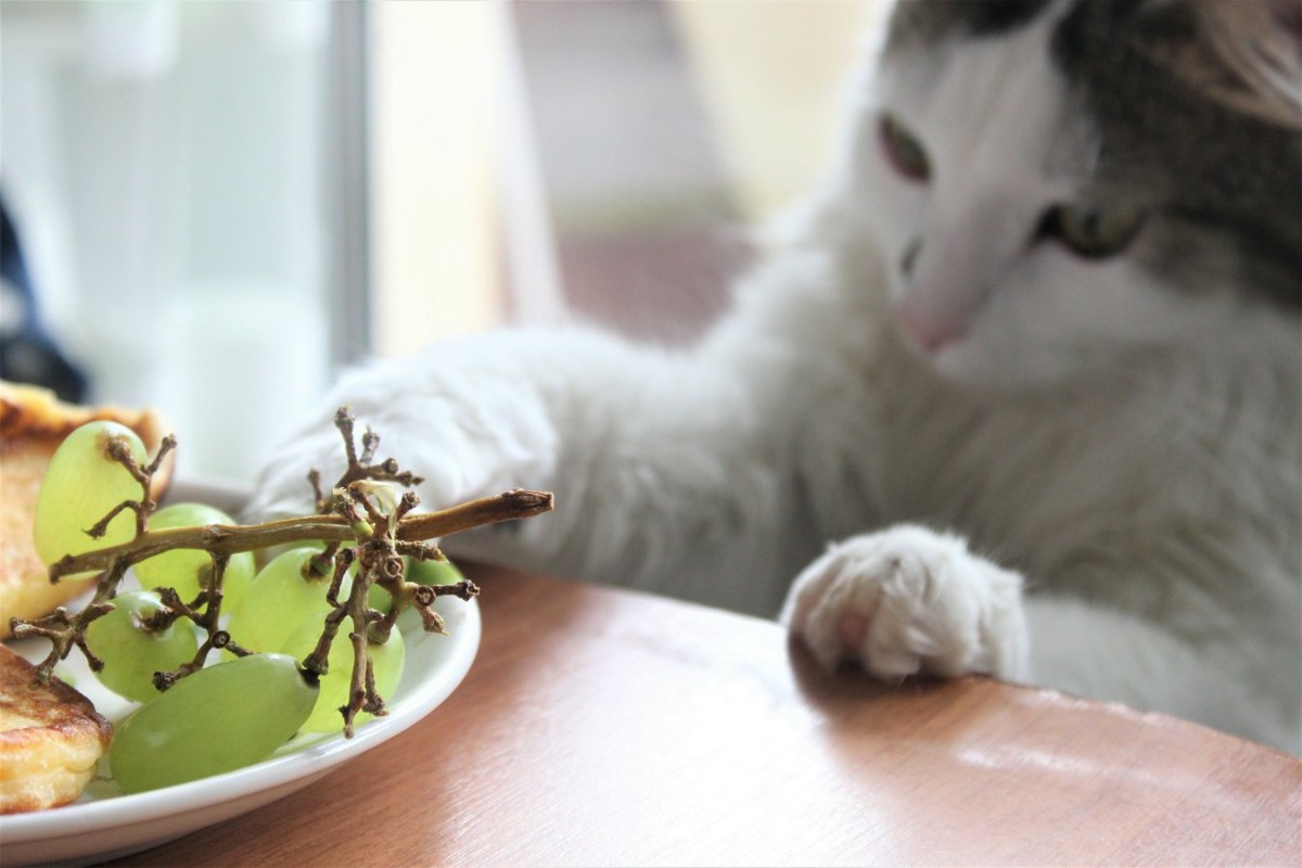 猫に『ぶどう』は絶対NG！理由と誤飲・誤食した場合の対処法も