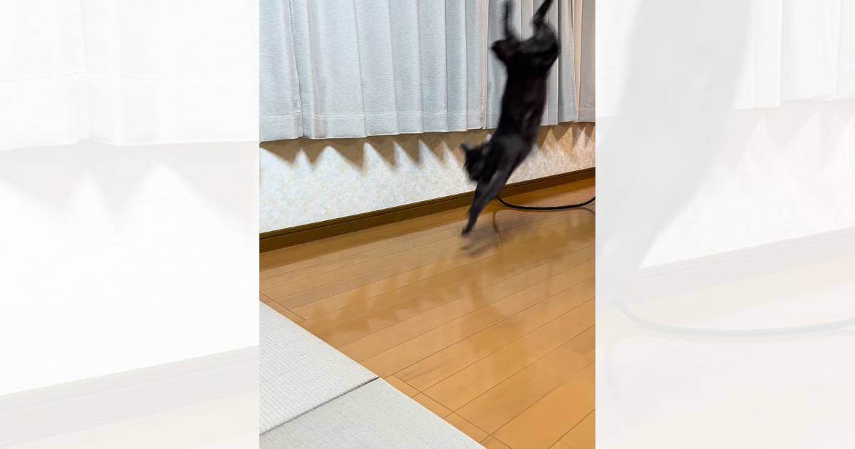 『逆立ち状態で着地した猫』が次の瞬間……信じられないほど『器用すぎる行動』に思わず笑っちゃう人が続出「笑撃」「ええええ！すごい」の声