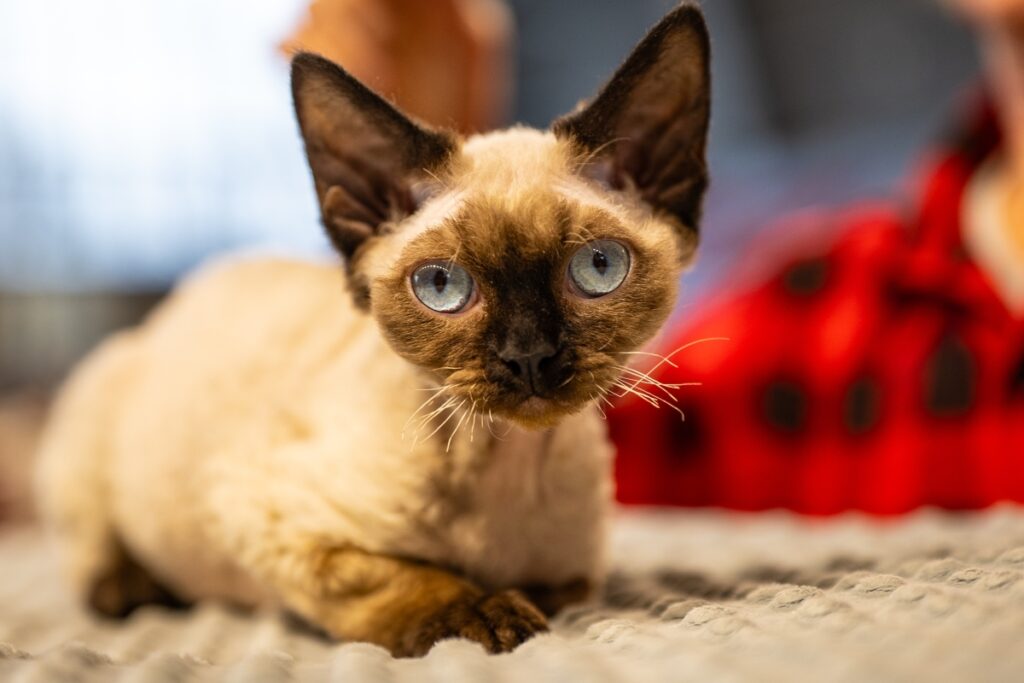 【獣医師監修】デボンレックスは飼いやすい？猫種の性格や飼う前の注意点・価格相場まで徹底解説