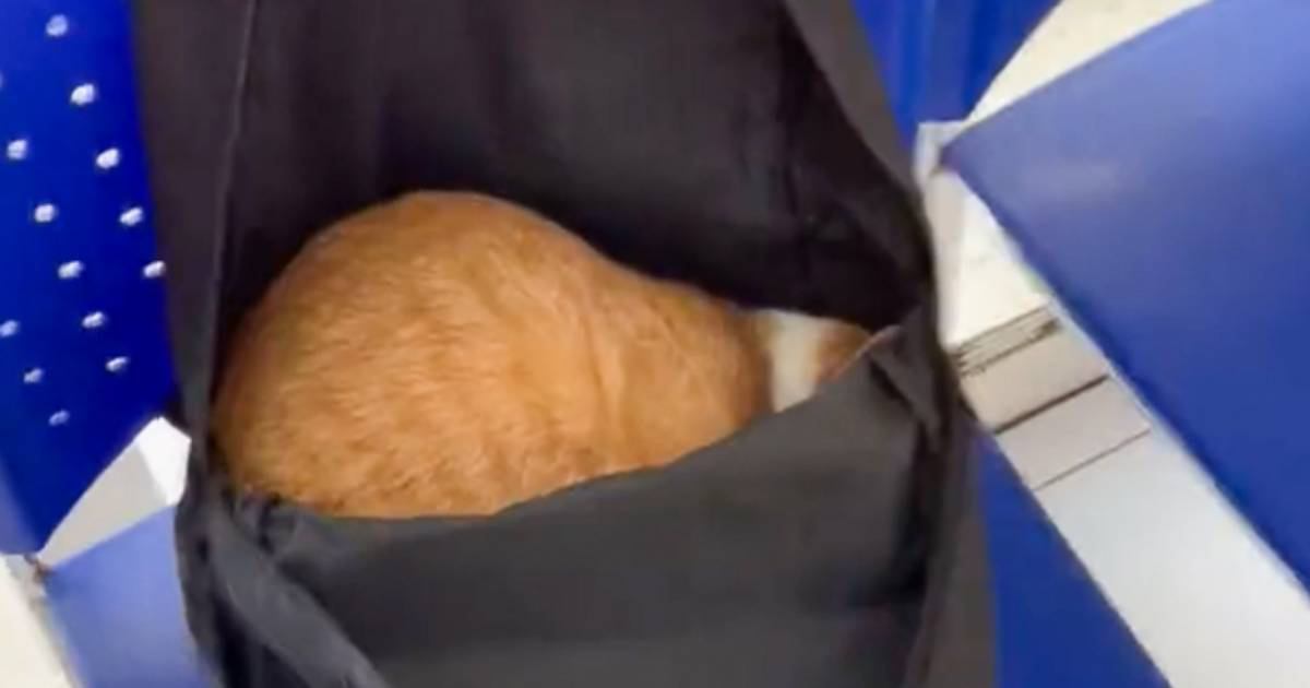 どうぶつ病院にやってきた飼い主→かばんの中で丸くなっていた猫に『声をかけたときの反応』が……「硬い意思ｗ」「めちゃ笑った」と13万いいね