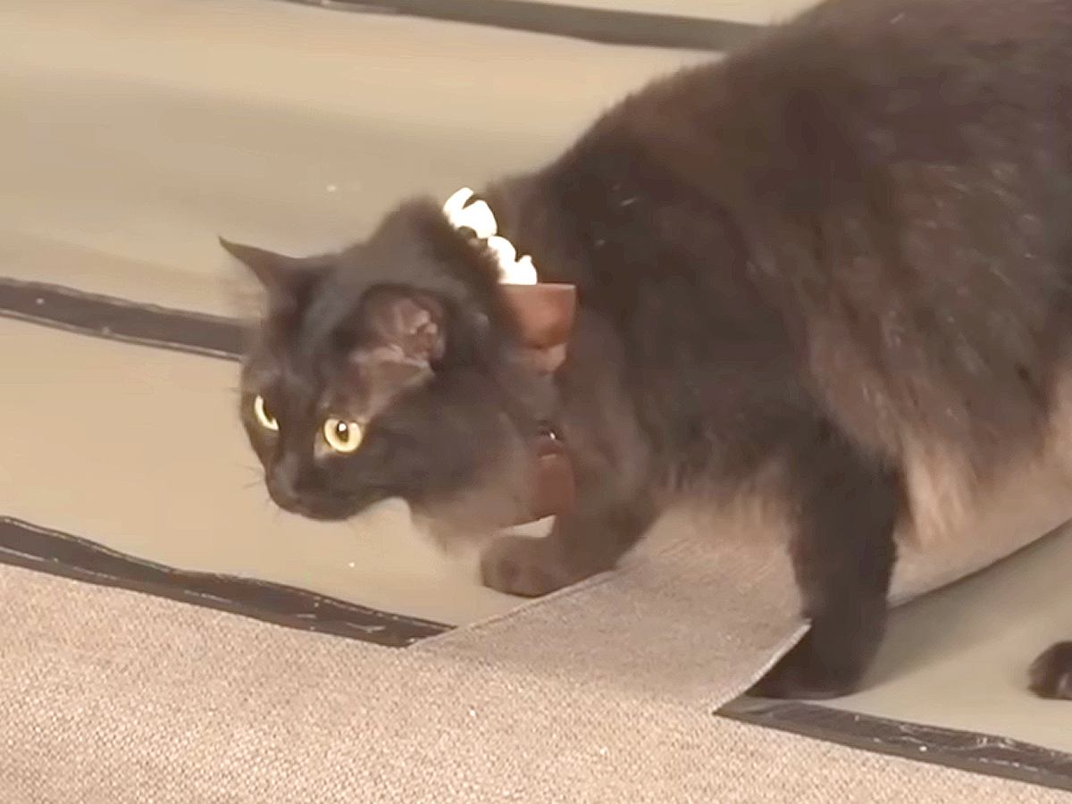 模様替えを妨害するネコ→ソファに乗った結果…『予想外のハプニング』とリアクションに爆笑「焦るかと思いきや」「どんな時もマイペース」