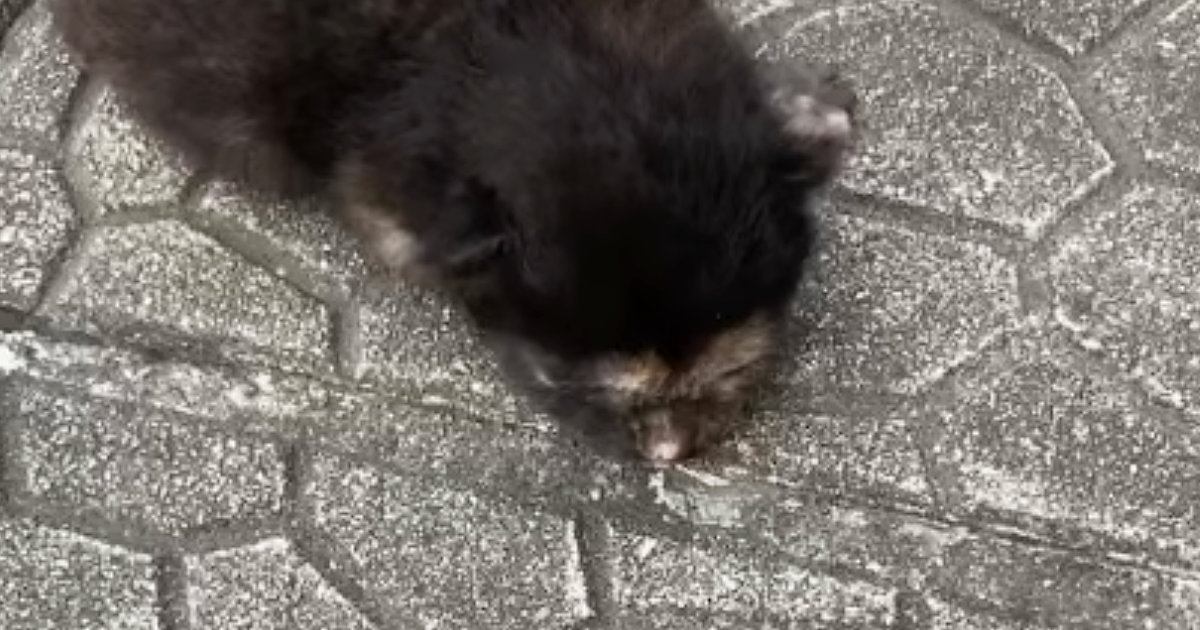 『道路に落ちていた』危険な状態の赤ちゃん猫を保護→お世話すると……劇的に変化した『現在の様子』に感動「素敵」「拾ってくれてありがとう」