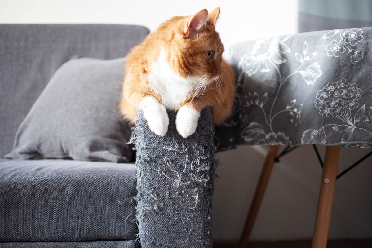 猫との生活で必要な『家具を守る』方法5選　傷んでしまう理由や起こりうるトラブル