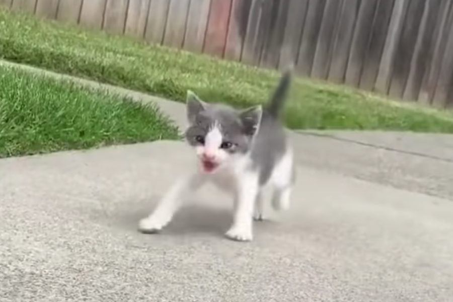 散歩中について来た子猫！どこへ行くにも一緒の大親友に♡