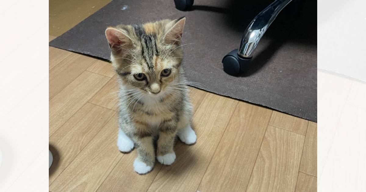 こんなにも小さかった子猫が、『１年後』になると…すてきなビフォーアフターに「どちらも可愛すぎ」「優雅なお姉様になったねｗ」と反響