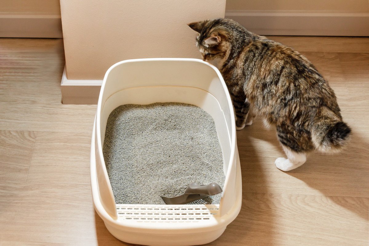 猫の『うんちが臭くなった』ときに疑われる原因6選　確認すべきポイントや見直しが必要なこと
