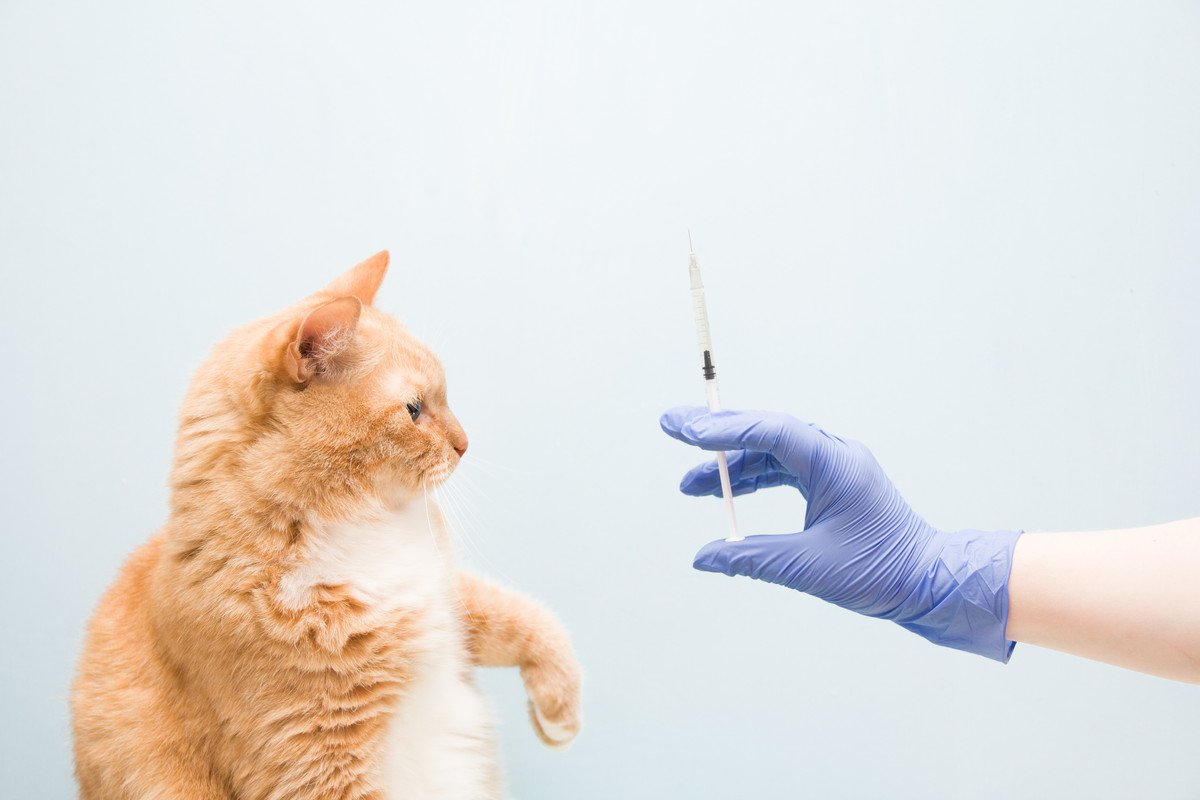 猫との暮らしの中で『洗濯ネット』が役立つ理由3つ　活用できるシーンや使用するときのコツもご紹介