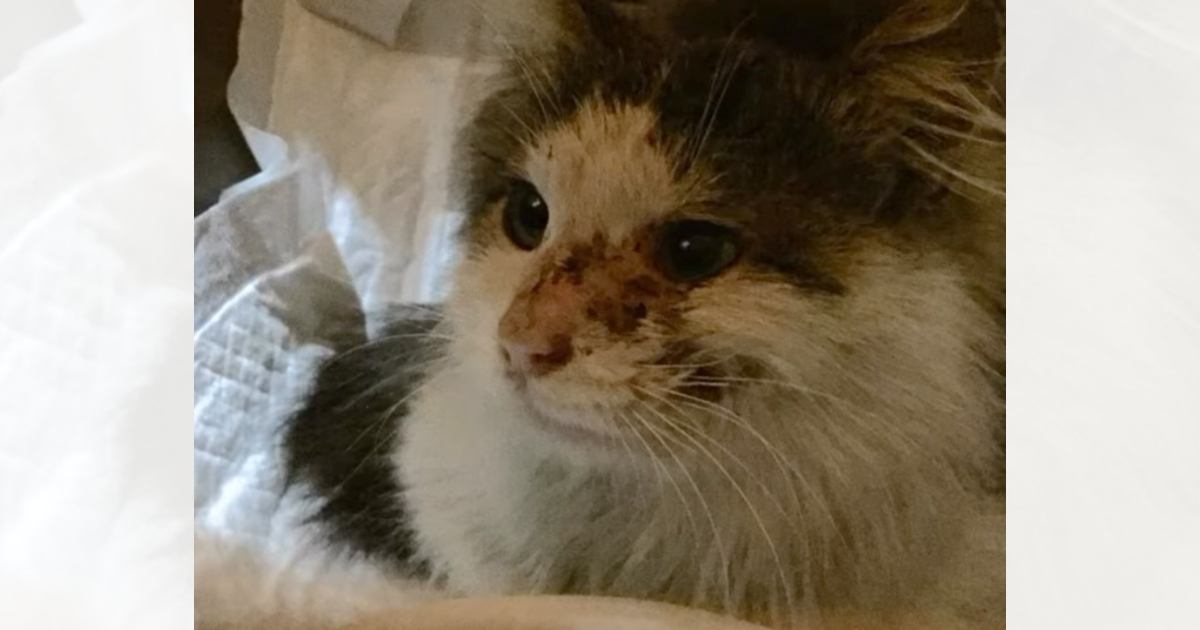 ケガをしていた『生後半年ほどの猫』と出会い、保護した結果…家族になってから別れの日までの軌跡に反響「幸せになれて本当によかった」