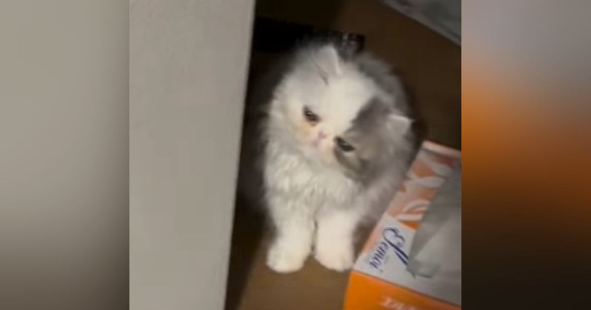 家での暮らしに慣れてきた子猫→飼い主が仕事から帰宅すると…尊すぎる『お出迎えの光景』が48万再生「か、かわぇぇｗ」「顔がたまらん」