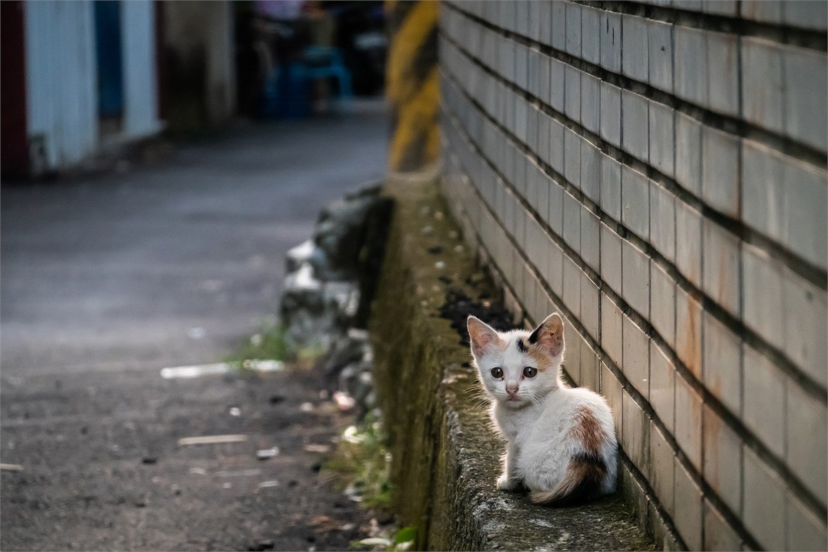 『野良猫』に絶対してはいけないNG行為4選　法律に反することも？適切な関わり方とは