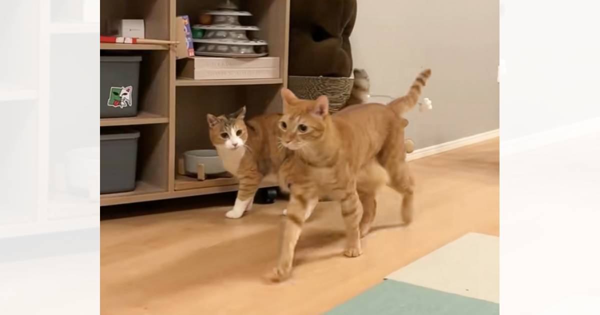 同居猫に『まさかのイタズラ』を仕掛けた猫…爆笑必至の『やり取りの光景』が72万再生「膝カックンみたいなｗ」「イタズラに知性を感じるｗ」