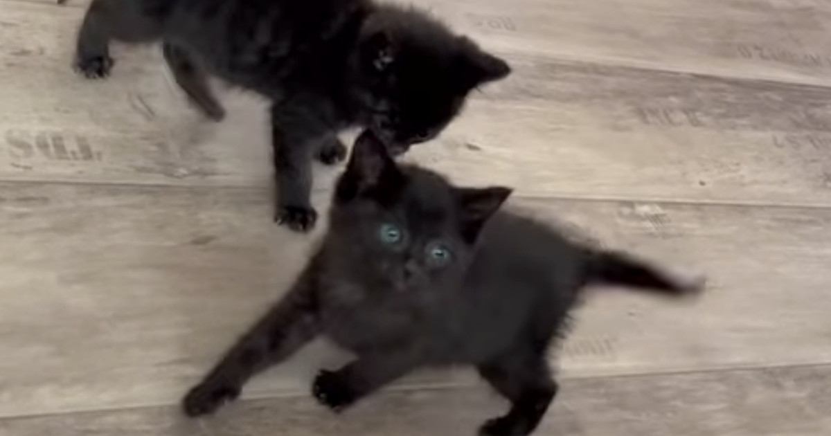 赤ちゃんの頃から元気いっぱいな黒猫きょうだい→1年後…想像以上の『やんちゃぶり』に「まるで小学生男子ｗ」「可愛いから許しちゃうやつ」