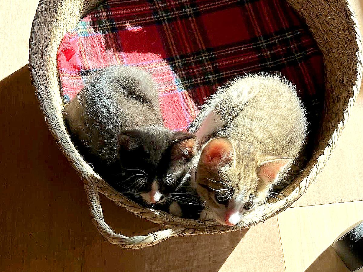 体を寄せ合う姿が『ハート型』だった２匹の赤ちゃん猫→成長した結果…尊すぎる『現在の光景』に絶賛「大きくなったんだね」「みっちり可愛い」