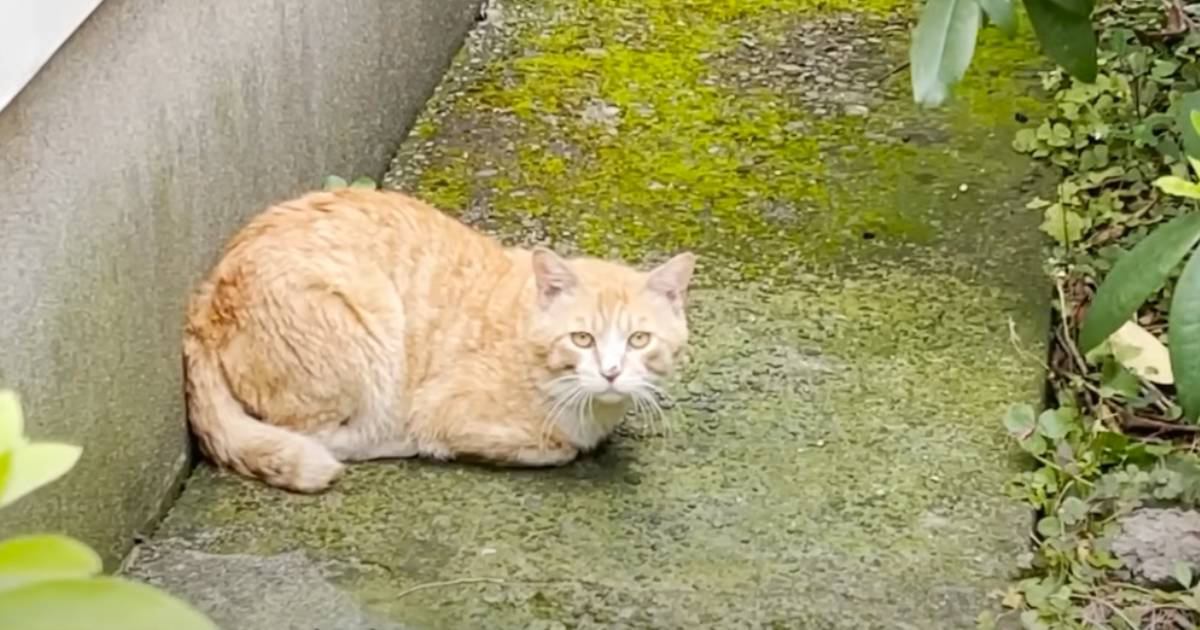 『足を引きずっている野良猫』との出会いから４年…現在までの"軌跡"が泣けると感動の声続出「涙なしには見られない」「ありがとう」