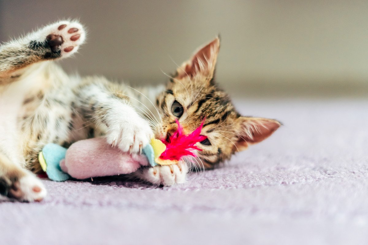 “かまってちゃん”な愛猫に困ったら…猫に『ひとり遊び』してもらうためのコツとおすすめの遊び選	