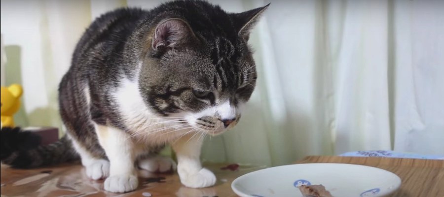 大好きなパパと一緒にごはん！同じかつおを仲良くシェア♪