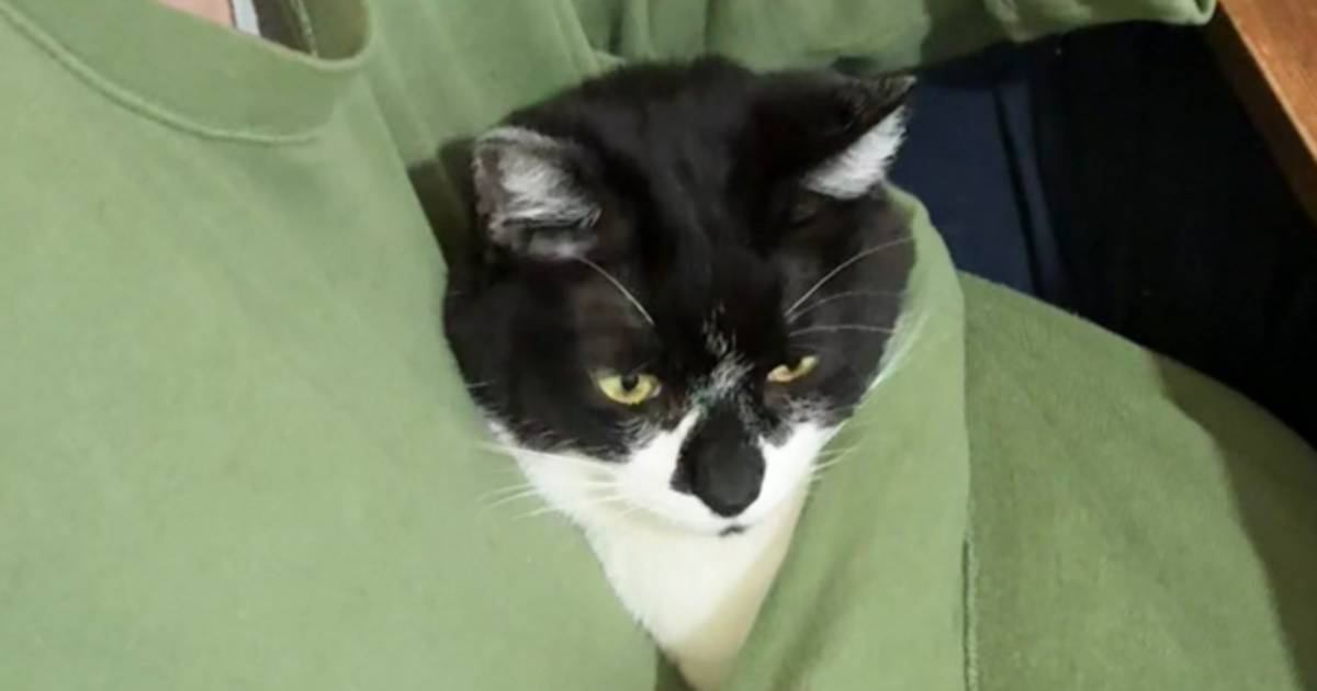 『ずっといてくれ』と願う飼い主さん→猫がいた場所とは……愛おしすぎる瞬間が1万8000いいねの反響「なんちゅう可愛い」「あらー」