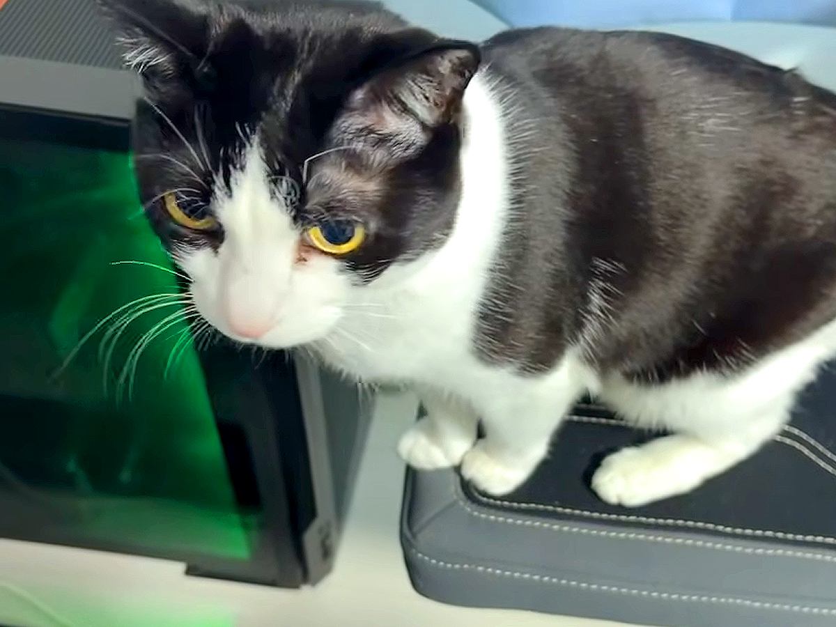 膝の上に乗りたがる２匹のネコ→飼い主さんに撫でられると…愛おしすぎる『甘えん坊な光景』に反響「癒しをありがとう」「お膝に乗れてよかったね」