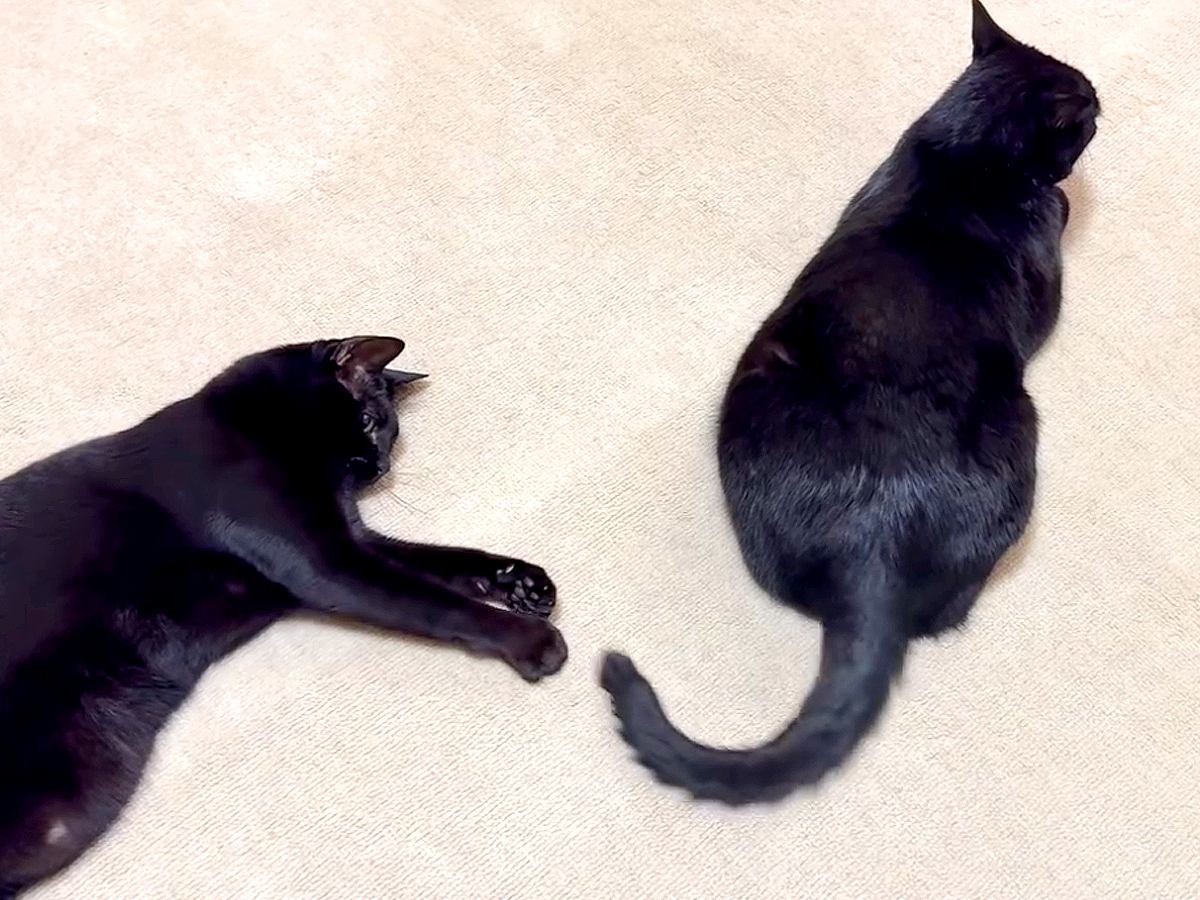 床に寝そべる２匹の黒猫→しっぽを見てみると…想像以上に微笑ましい『０円でできる遊び』に反響「ずっと見ていられる」「物価高対策ｗｗ」