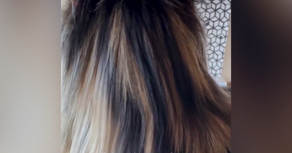『ロングヘアの女性』かと思いきや…正面から見てみると『まさかの光景』が59万再生「顔を見てキャァ〜となった」「惚れてしまった」