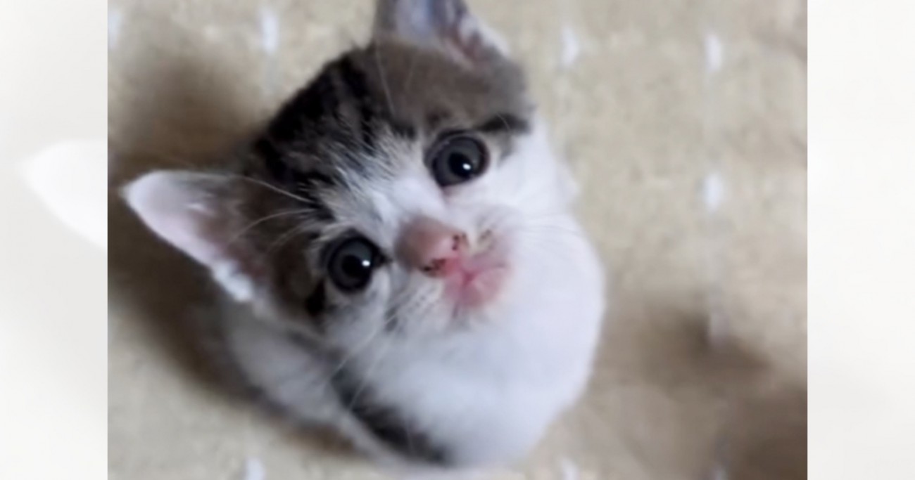 小さな子猫→一生懸命に飼い主さんを見上げていると…思わず涙が出るほど『可愛すぎる瞬間』が660万再生「一生守りたい」「たまらない」