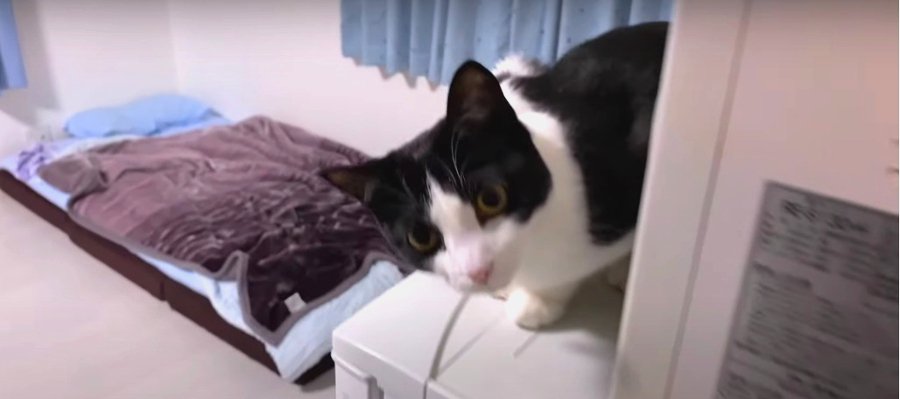 喜び溢れる！猫ちゃんのおかえりコール♪