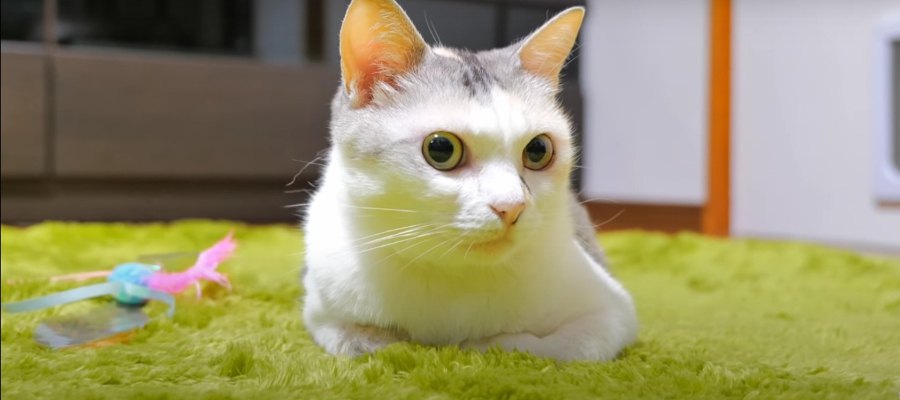 芝生のようなシャギーラグに猫ちゃん大興奮！