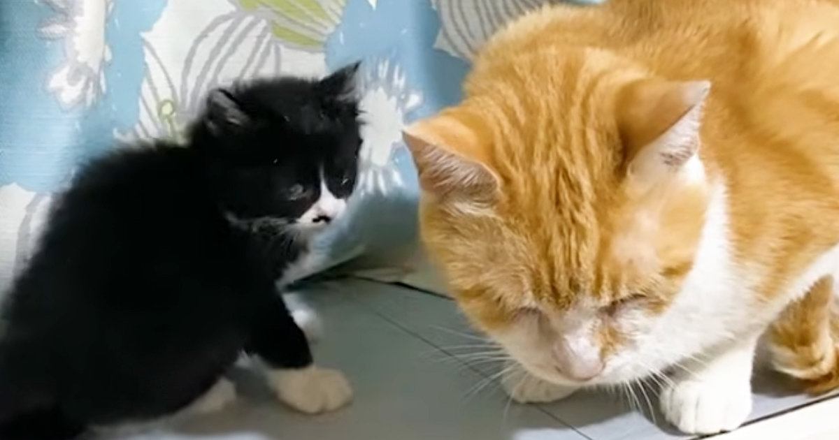 出窓で過ごす子猫のもとに先住猫がやってきた結果…微笑ましすぎる光景に「なんとも可愛らしいｗ」「みんなと遊びたかったのねｗ」と反響