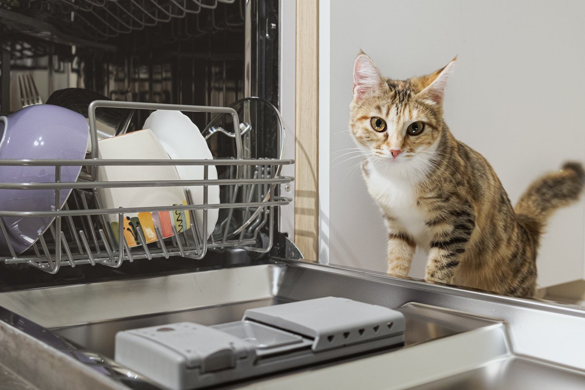 猫が真夜中にドアを叩き、危険を知らせた！火災を未然に防ぎ、家族を救った「英雄猫」