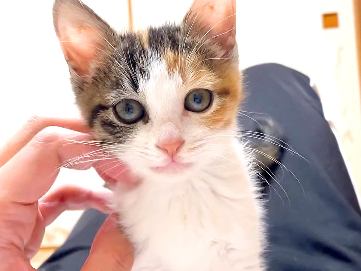 床の上で目覚めると、子猫がお腹の上にいて…最高すぎる『寝起きの光景』に「幸せなひと時だね」「もう少し寝たふりしたいな」と反響集まる