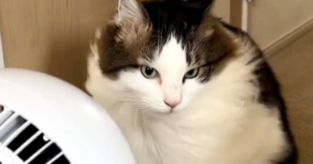 サーキュレーターに夢中になっている猫…至近距離で風を受け続ける『まさかの光景』に爆笑「CMに出てきそうｗ」「YO！SAY夏が」と3万いいね