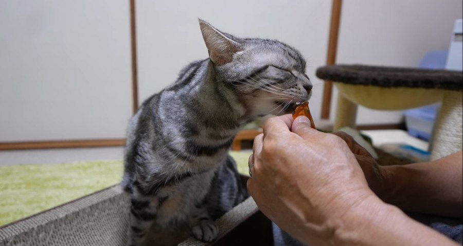 ウトウトしている猫ちゃんに舞い込んだ幸福の時間♪