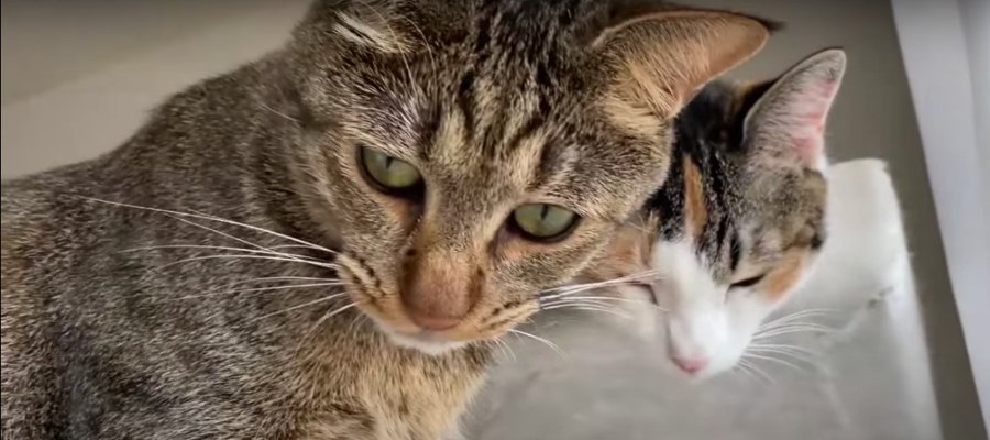 ２歳になった猫ちゃんのこれまでをダイジェストで振り返る♡