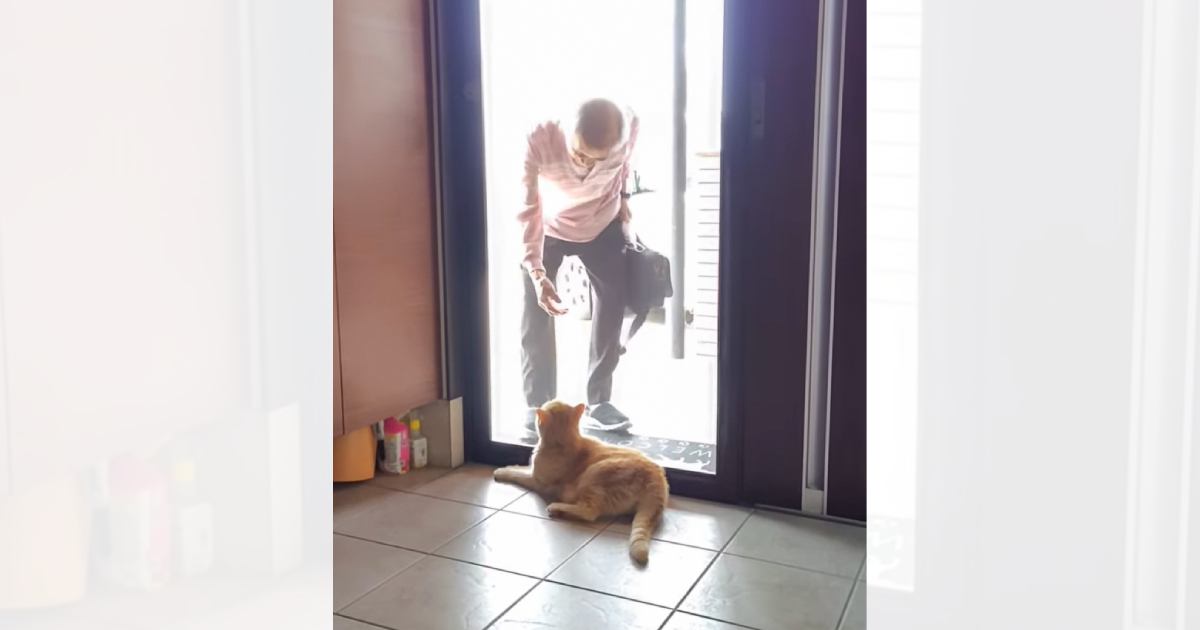 『ワシのこと忘れとるかもな』長い入院からおじいちゃんが帰ってくると…猫が見せた反応に感動「泣いてしまった」「離れていても家族」