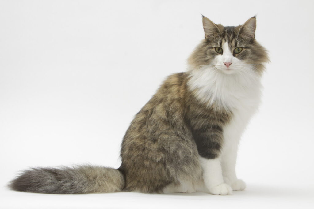 【獣医師監修】ノルウェージャンフォレストキャットってどんな猫？特徴や性格から飼う前の注意点・価格相場まで徹底解説