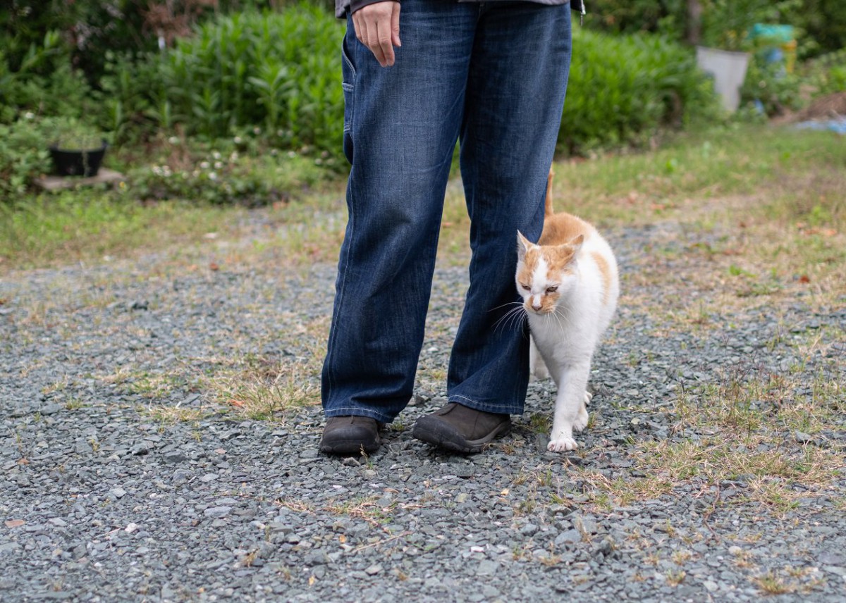 『野良猫が寄ってきやすい人』にある共通点4つ　懐かれた時に注意するべきこととは？