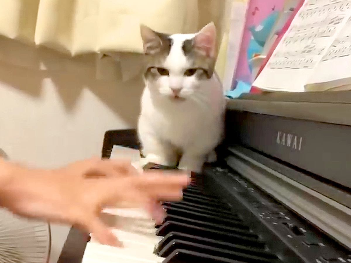 ピアノを練習する女の子→猫が鍵盤の上に乱入して…迷惑だけど愛おしい『妨害行為』が61万再生「猫が踏んじゃった」「猫に優しい娘さん」