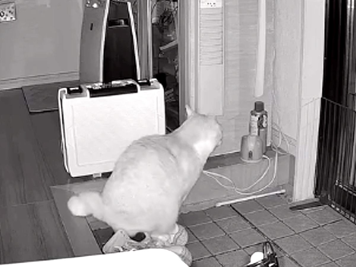 早朝、猫がパパの靴の中に向かって…ペットカメラがとらえた『犯行現場』に「やる事全てが可愛すぎる」「すっとぼけたお顔がｗ」と18万再生