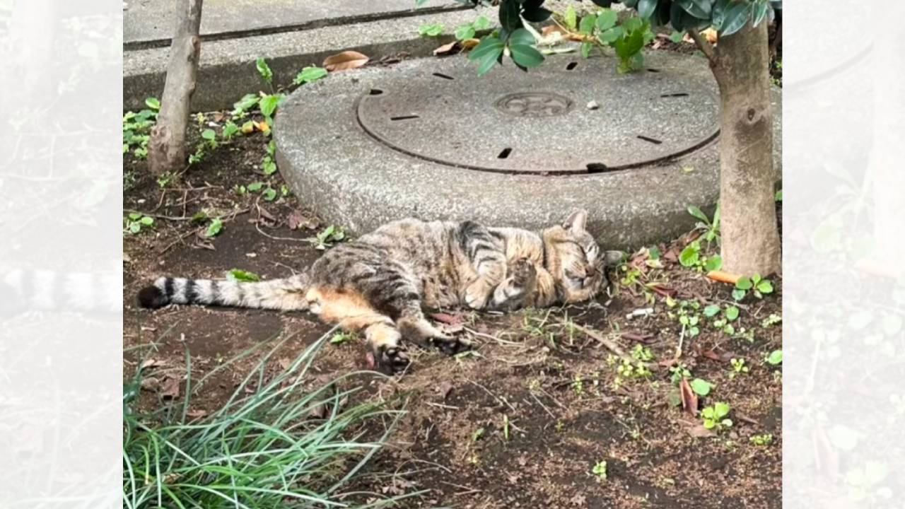 道端で行き倒れていた野良猫を看病した結果…想像を遥かに超えてきた『現在の姿』が67万再生「涙しながら思わず声がでた」「最高の出来事」