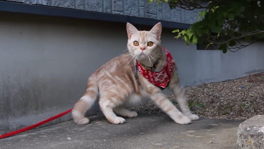 お庭探索をする猫ちゃん♪お散歩中のわんちゃんを見つけてびっくり！