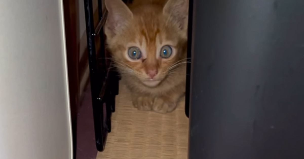 おびえていた保護子猫にそっと寄り添ってくれたのは…心温まる光景と『３年後の様子』に感動の声「ジーンとした」「愛おしくて泣ける」