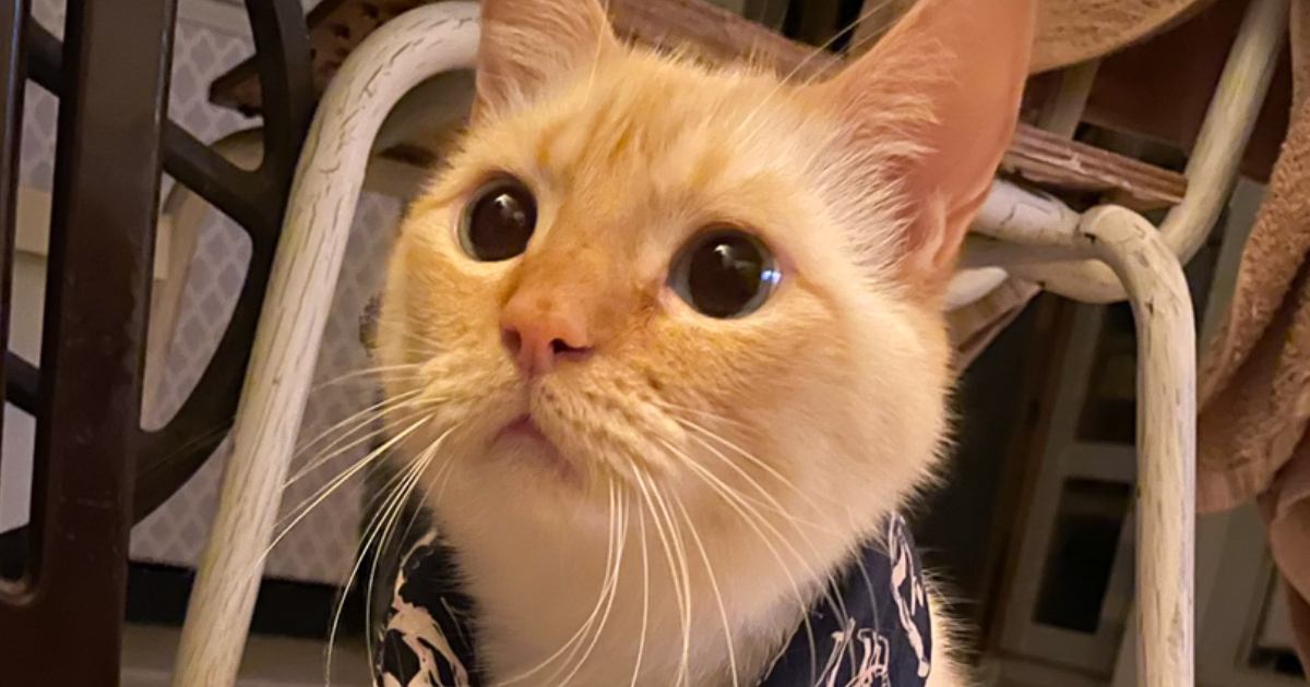 エアコンが壊れた日、ネコの首に『巻かれていたもの』とは…キュンとくる光景に９万いいね「オテテ可愛いですねぇ」「優しい熱中症対策」
