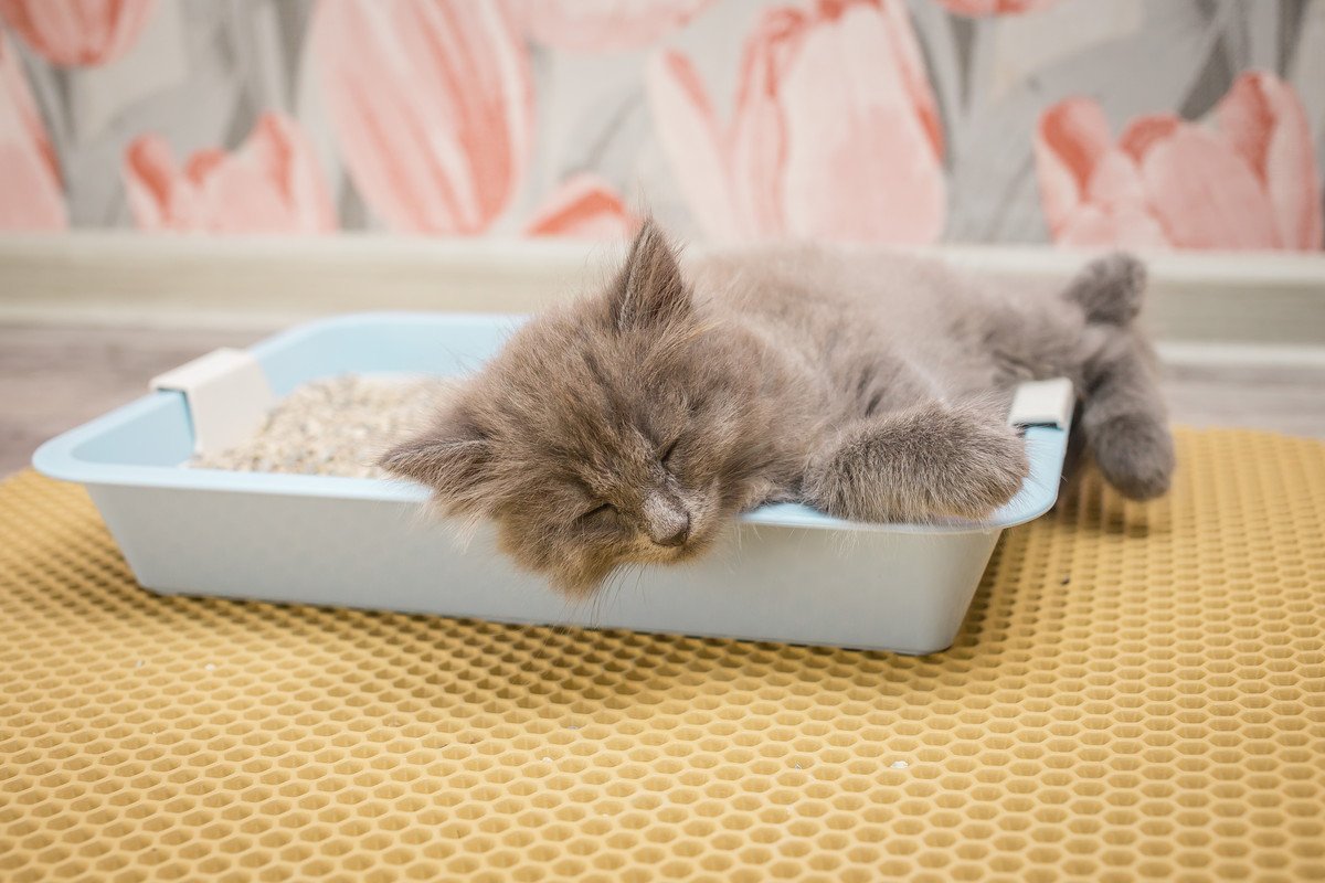 猫がわざわざ『トイレで寝る』のはなぜ？考えられる理由3選　もしかしたらストレスや病気のサインかも