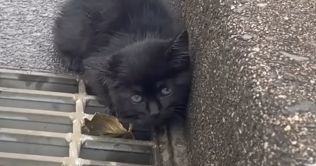 カラスに襲われ、車道の端でうずくまっていた子猫…保護されて『少しずつ変わっていく様子』に「よかったね」「優しいご夫婦」と10万再生