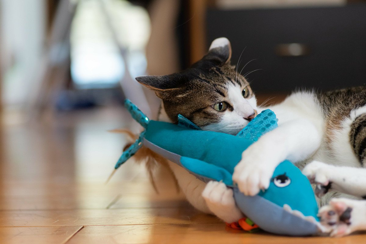 猫の『イタズラ』を上手にやめさせる方法7選　叱るより先に“やらせない”ための努力を