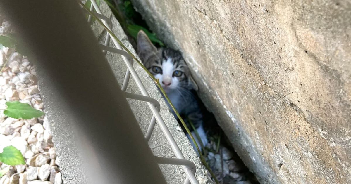 家の裏で『カラスに狙われていた子猫』→勇気ある行動で救出された結果…涙を誘う光景に反響「運命の出会いだね」「幸せになるんだよ」
