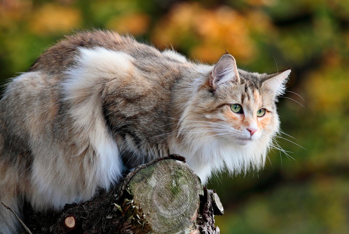 『大型』の猫種3選♡他とは違う特徴と飼い方