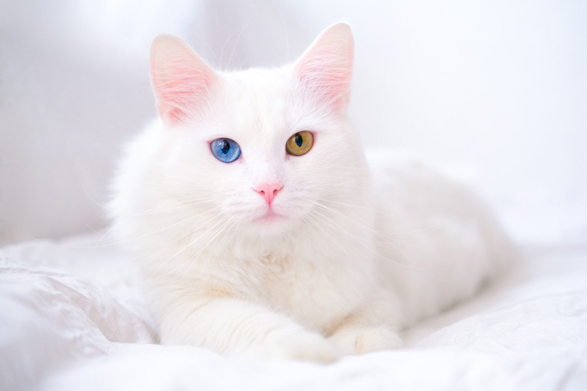 猫に関連する『カタカナ用語』5つ　猫好きなら知っておきたい意味や由来をご紹介