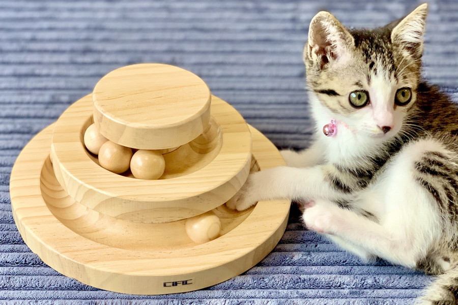 この５つだけはしっかり守りたい！猫の『お留守番』時の注意点